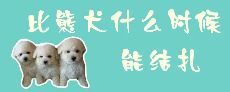 比熊犬什么時候能結扎