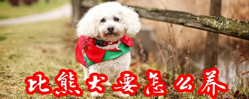 比熊犬要怎么養(yǎng)