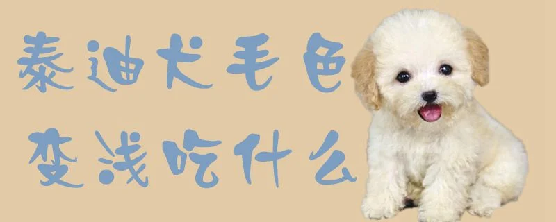 泰迪犬毛色變淺吃什么1