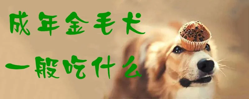 成年金毛犬一般吃什么1