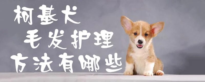 柯基犬毛發護理方法有哪些1