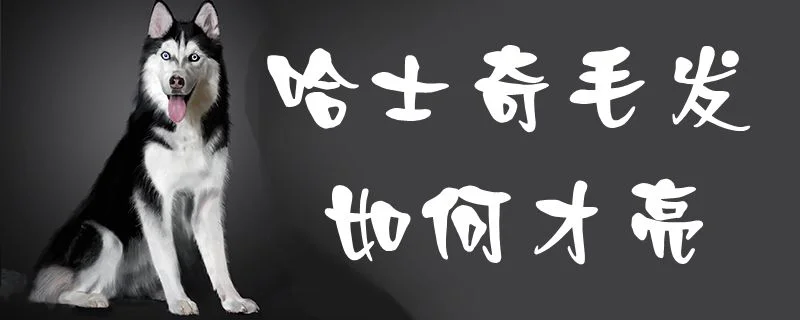 哈士奇毛發如何才亮1