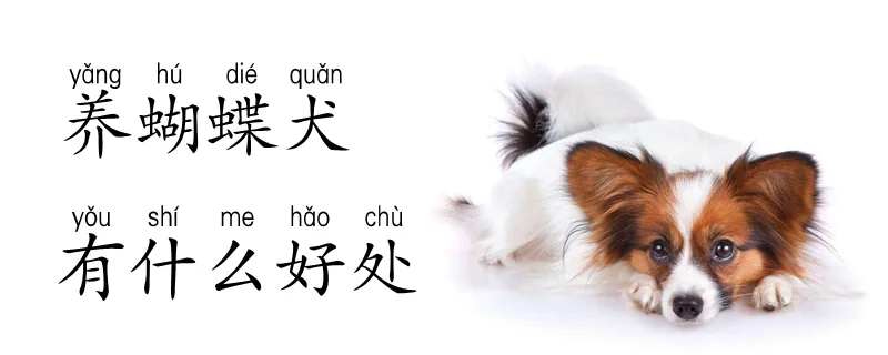 養(yǎng)蝴蝶犬有什么好處