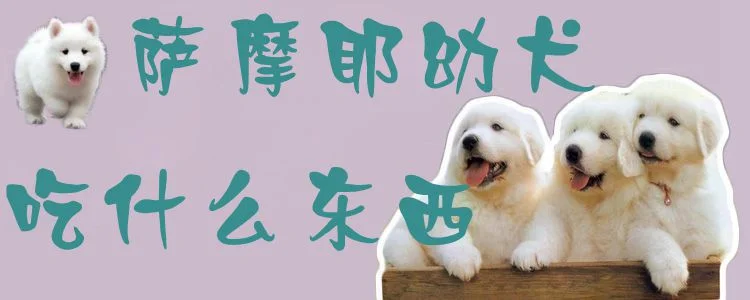 薩摩耶幼犬吃什么東西1