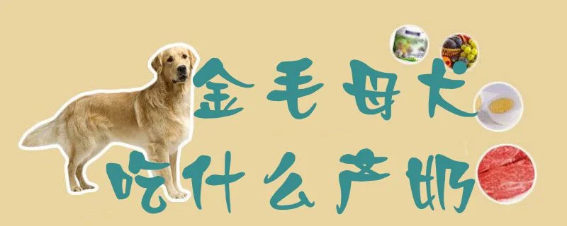 金毛母犬吃什么產奶1