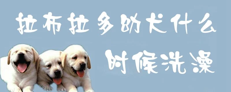 拉布拉多幼犬什么時候洗澡1