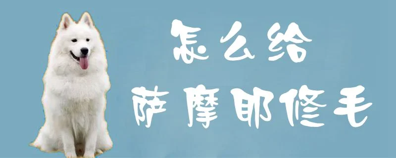 怎么給薩摩耶修毛1