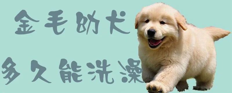 金毛幼犬多久能洗澡1