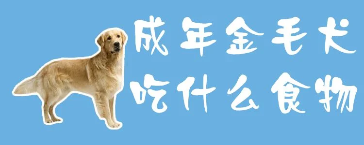 成年金毛犬吃什么食物1