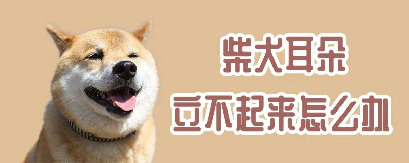 柴犬耳朵立不起來怎么辦