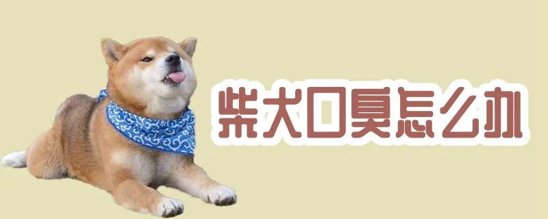 柴犬口臭怎么辦