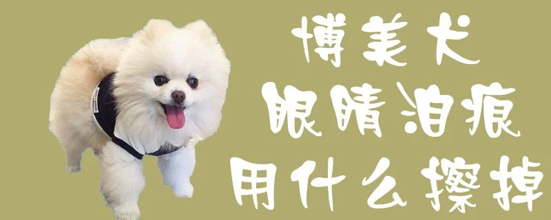 博美犬眼睛淚痕用什么擦掉1