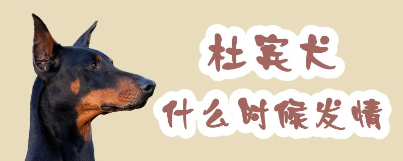 杜賓犬什么時候發情