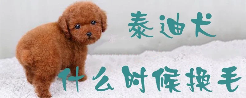 泰迪犬什么時候換毛1