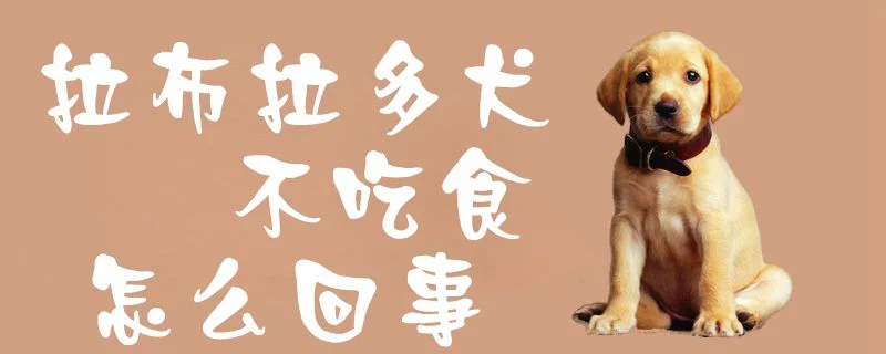 拉布拉多犬不吃食怎么回事1