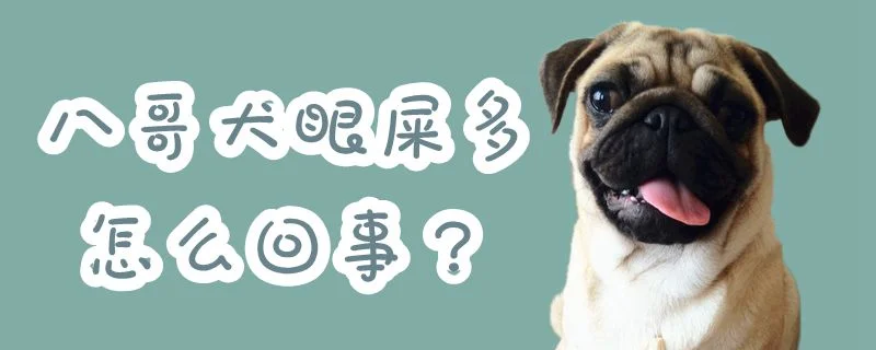 八哥犬眼屎多怎么回事