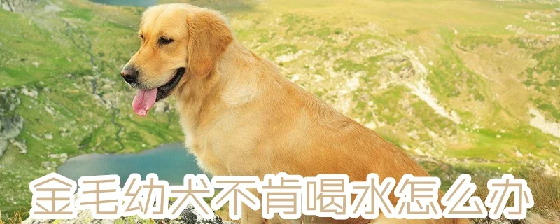 金毛幼犬不肯喝水怎么辦