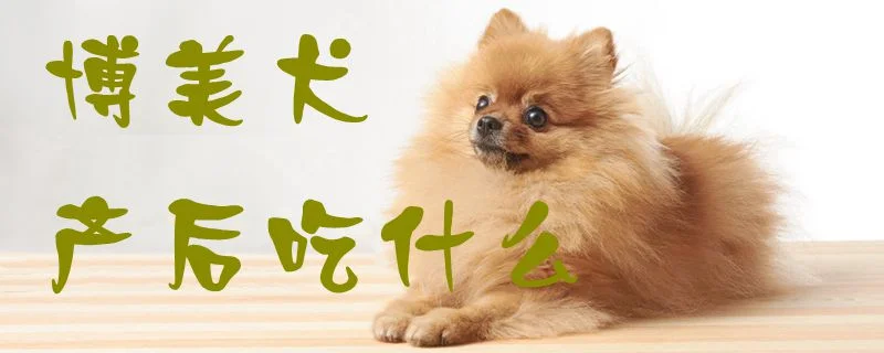 博美犬產后吃什么1