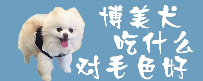 博美犬吃什么對毛色好1