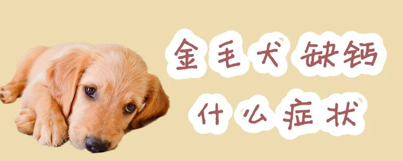 金毛犬缺鈣什么癥狀