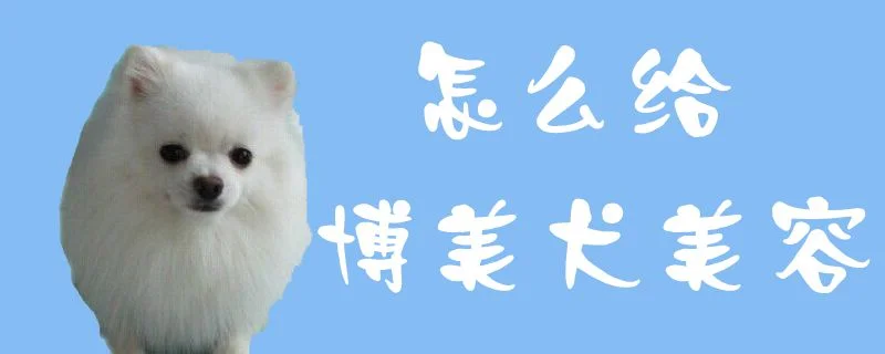 怎么給博美犬美容1