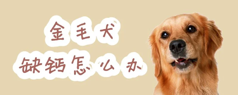 金毛犬缺鈣怎么辦