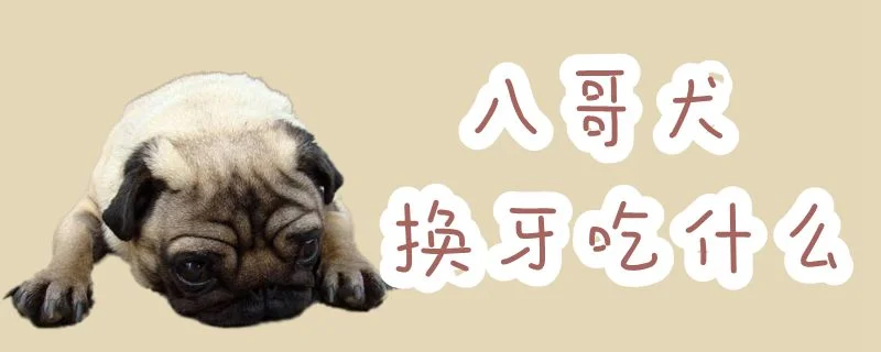 八哥犬換牙吃什么