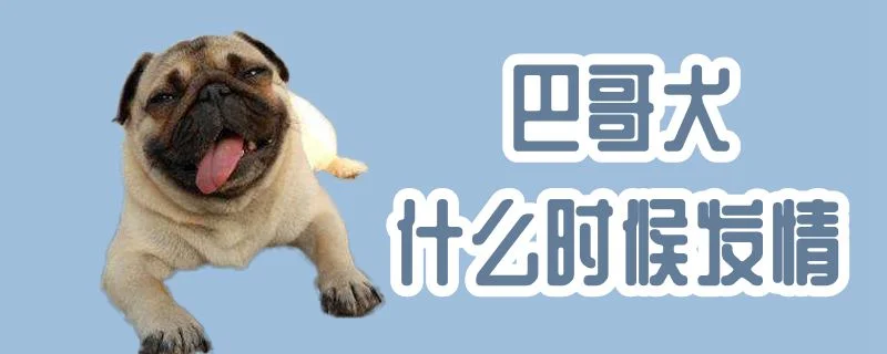 巴哥犬什么時(shí)候發(fā)情