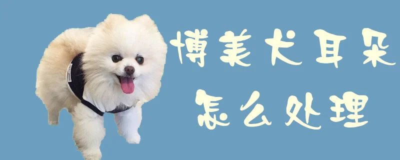 博美犬耳朵怎么處理1