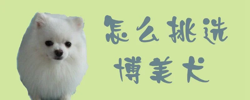 怎么挑選博美犬1