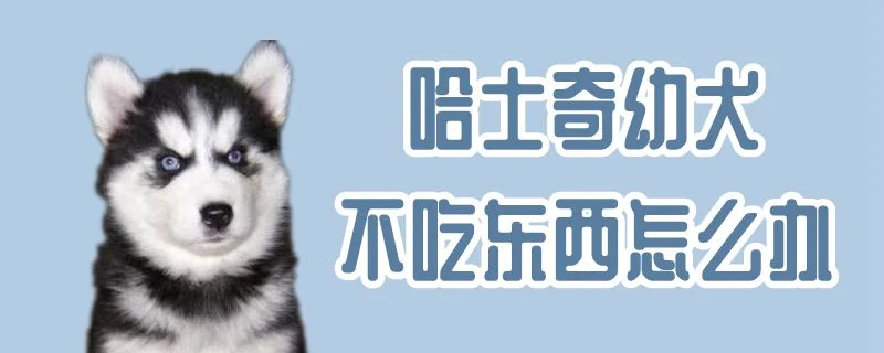 哈士奇幼犬不吃東西怎么辦