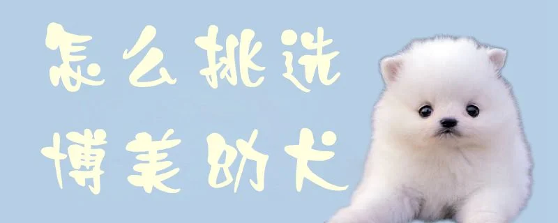 怎么挑選博美幼犬1