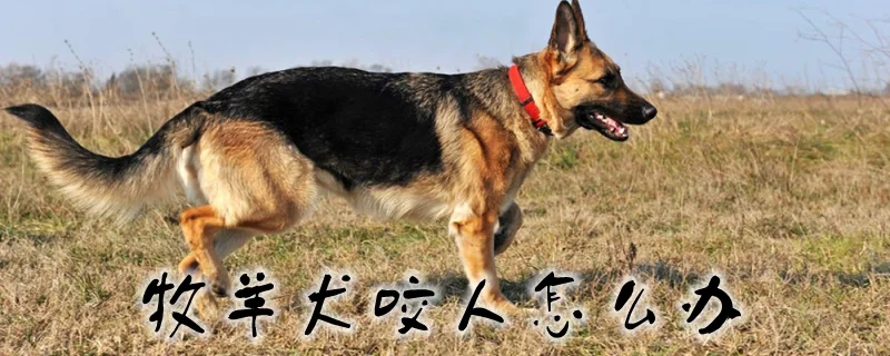 牧羊犬咬人怎么辦