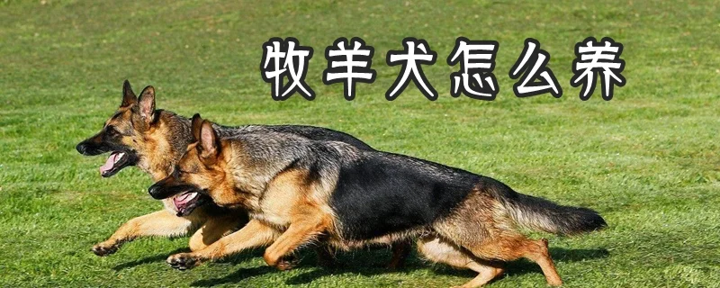 牧羊犬怎么養(yǎng)