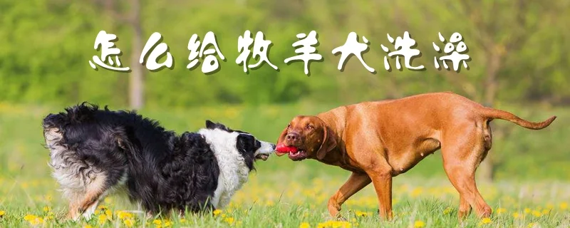 怎么給牧羊犬洗澡