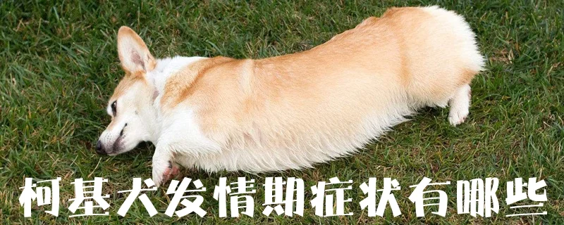 柯基犬發情期癥狀有哪些