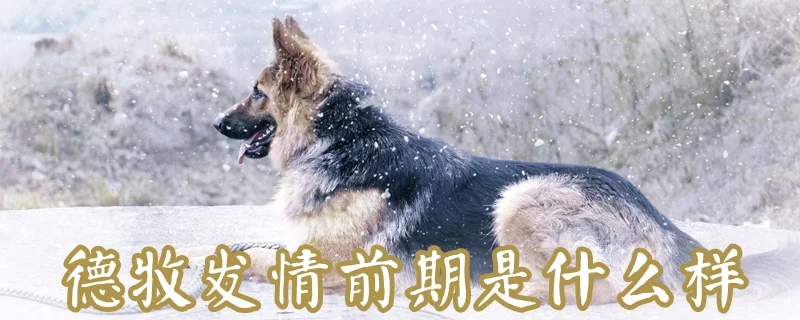 德牧發情前期是什么樣