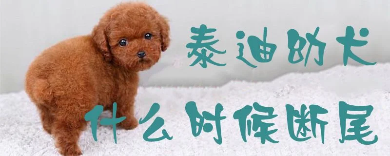 泰迪幼犬什么時候斷尾1