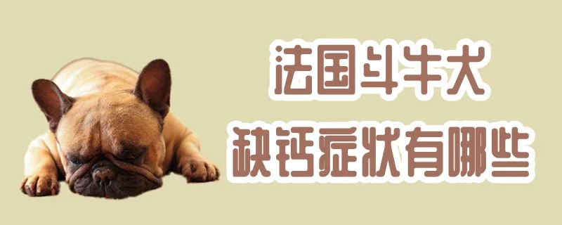 法國斗牛犬缺鈣癥狀有哪些