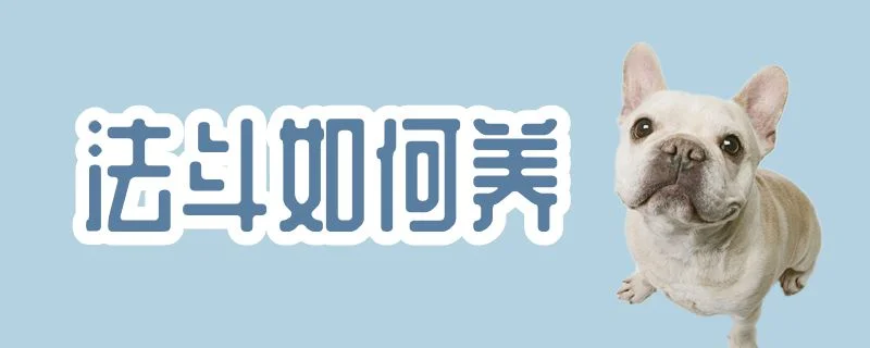 法斗如何養(yǎng)