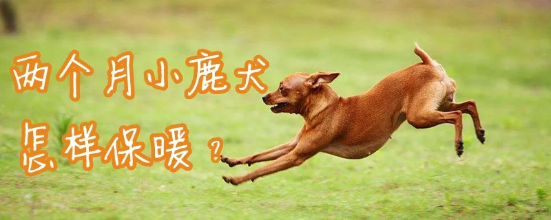 兩個月小鹿犬怎樣保暖