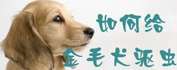 如何給金毛犬驅蟲1