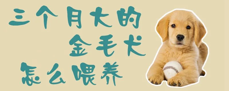 三個月大的金毛犬怎么喂養(yǎng)1