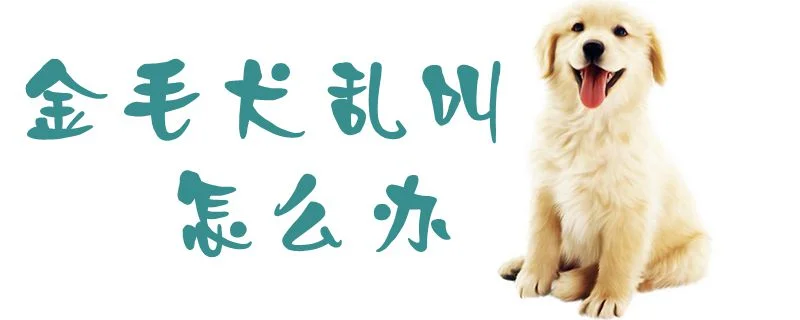 金毛犬亂叫怎么辦1