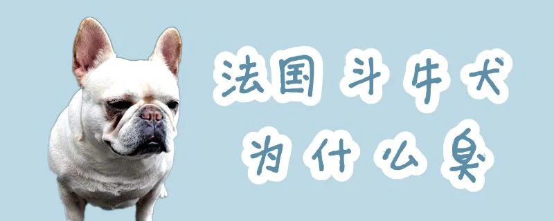 法國斗牛犬為什么臭