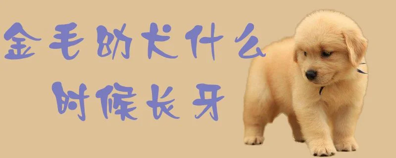 金毛幼犬什么時候長牙1