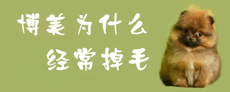 博美為什么經(jīng)常掉毛0