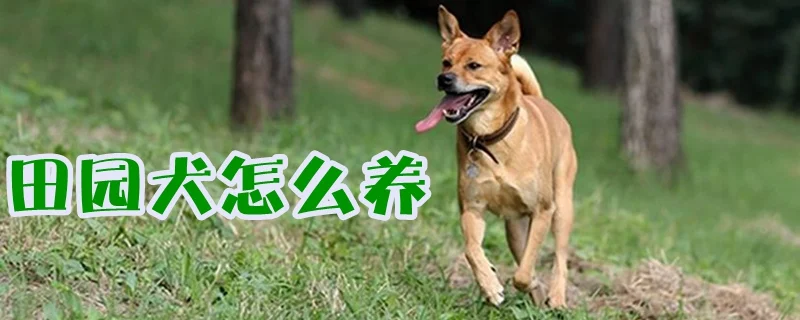 田園犬怎么養(yǎng)