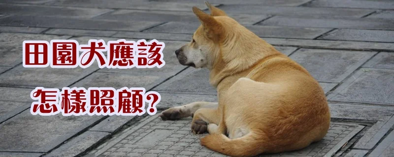 　　田園犬應該怎樣照顧?田園犬剛到家先不要用水洗澡，可以先干洗，天冷的時候不要帶它出門;特別注意給田園犬保暖，保持其毛發的干爽，給它補充維生素A、D;給田園犬喂食到7、8成飽就可以，給它準備一個盒子，墊上多層柔軟的布，最好不帶蓋子。  　　1.剛帶回來的田園犬最好不要洗澡，天氣冷的時候也不要帶它出去，要是很臟或有味道的話可以去寵物用品店買點干洗粉抹抹，或者嬰兒用的爽身粉也行，最好選沒有刺激的。  　　2.田園犬要特別注意保暖，因為他們嬌小的身體無法提供足夠的熱量支持，但同時要保持其毛發的干爽。  　　3田園犬像很多剛出生的小寶寶一樣也會得佝僂病，所以要給它補充維生素A和維生素D。  　　4.田園犬的消化能力比較差，千萬不要喂食太多，一般7、8成飽就可以了，吃多了容易得腸炎。一般可以從田園犬的便便情況來觀察，吃的少了便便比較硬，吃的多了甚至會拉稀。所以要根據便便的情況及時調整喂食量，保證田園犬的健康。主人一定要狠的下心哦，不要田園犬要吃的就給，因為幼犬是不知道饑飽的，這樣反而會害了它。  　　5.對田園犬來說它的家很重要，可以給它準備一個狗籠或者箱子，墊上多層柔軟的布，讓它舒服一些，最好不用帶蓋子的窩，因為田園犬通常都會把你和家人看成是媽媽，它即使在窩里，也要經常能看的到你才有安全感。