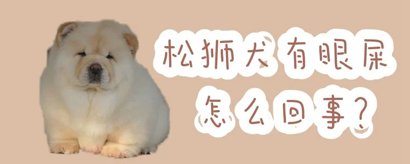 松獅犬有眼屎怎么回事